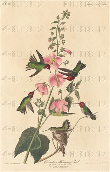 Columbian Humming Bird, 1838.
