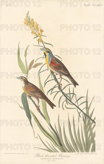 Black-throated Bunting, 1837.