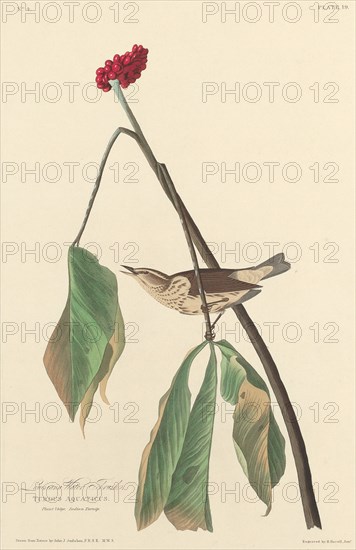 Louisiana Water Thrush, 1827.