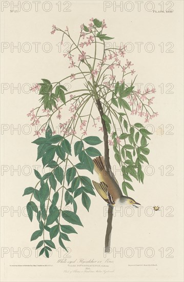 White-eyed Fly Catcher, 1829.