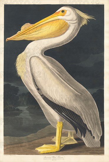 American White Pelican, 1836.