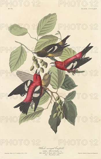 White-winged Crossbill, 1837.