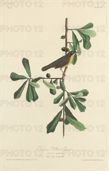 Roscoe's Yellow Throat, 1827.