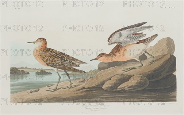 Buff-breasted Sandpiper, 1835.