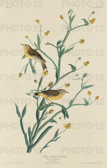 Yellow Red-Poll Warbler, 1832.