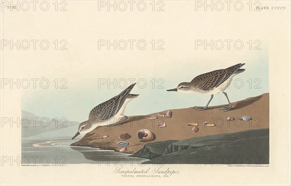 Semi-palmated Sandpiper, 1838.