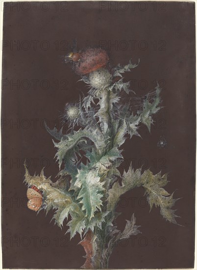 Thistle with Insects, c. 1755.