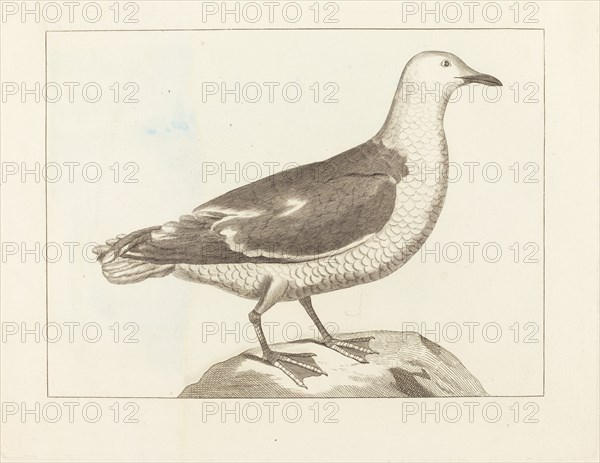 Water Fowl, early 19th century.