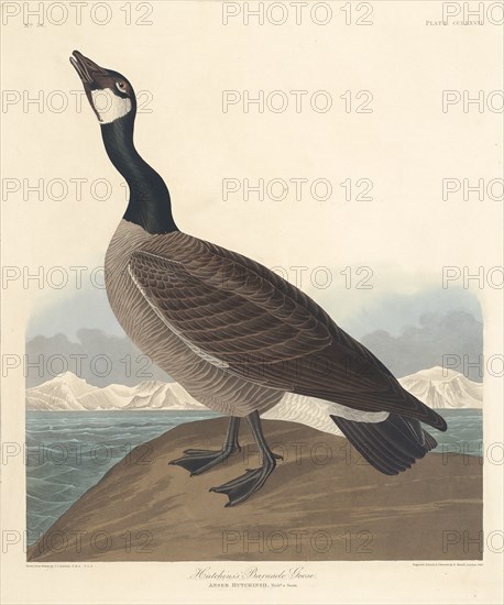 Hutchin's Barnacle Goose, 1835.