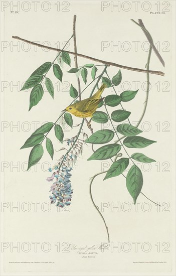 Blue-eyed Yellow Warbler, 1830.