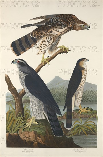 Goshawk and Stanley Hawk, 1832.