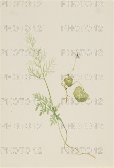 Viola palustris, ca. 1917-1918.