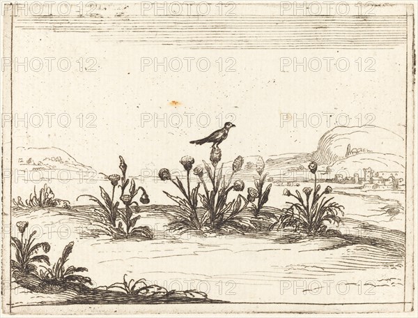 Bird Perched on a Thistle, 1628.