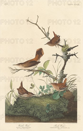 Winter Wren and Rock Wren, 1837.