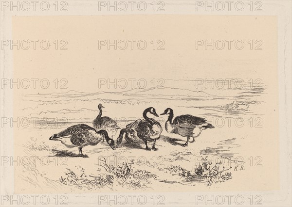 Oies bernacles. [Barnacle geese].