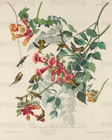 Ruby-throated Humming Bird, 1828.