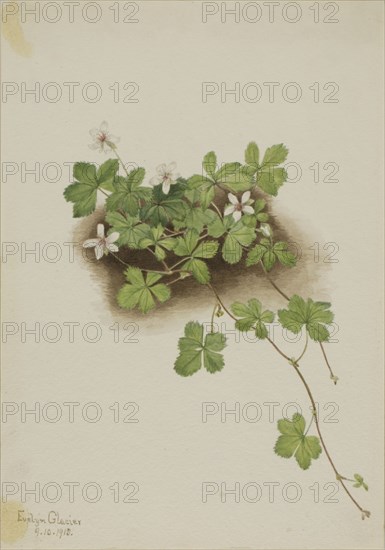 Red Dewberry (Rubus pedatus), 1918.