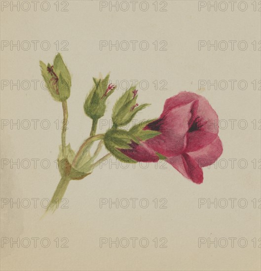 (Untitled--Flower Study), ca. 1876.