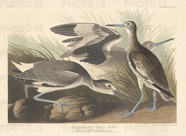 Semi-palmated Snipe or Willet, 1835.