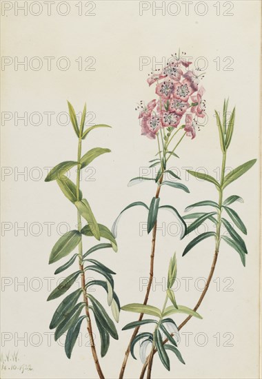 Bog Kalmia (Kalmia polifolia), 1922.