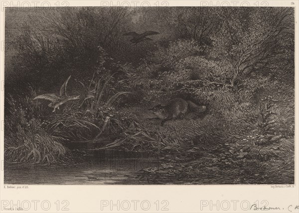 Renard à l'affût. [Fox lying in wait].