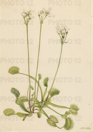 Venus Flytrap (Dionaea muscipula), 1918.