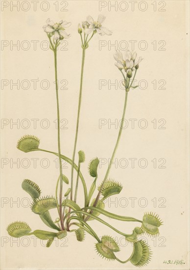 Venus Flytrap (Dionaea muscipula), 1918.