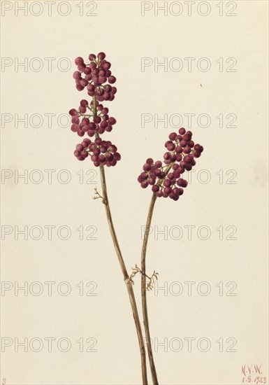 Beauty Berry (Callicarpa americana), 1923.