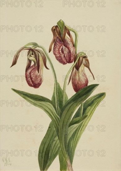 Moccasin Flower (Cypripedium acaule), 1904.