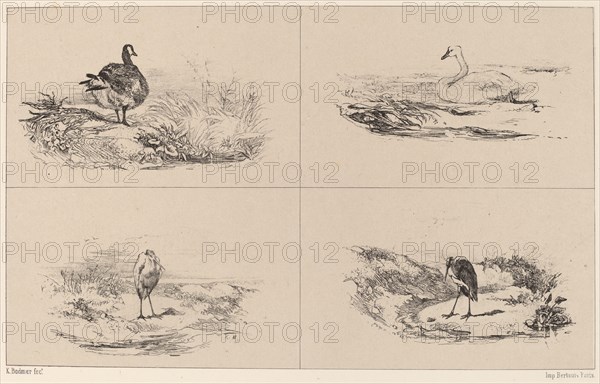 Oies, Cygnes, herons. [Goose, swan, herons].