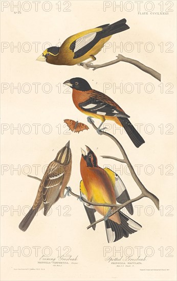 Evening Grosbeak and Spotted Grosbeak, 1837.