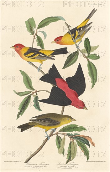 Louisiana Tanager and Scarlet Tanager, 1837.