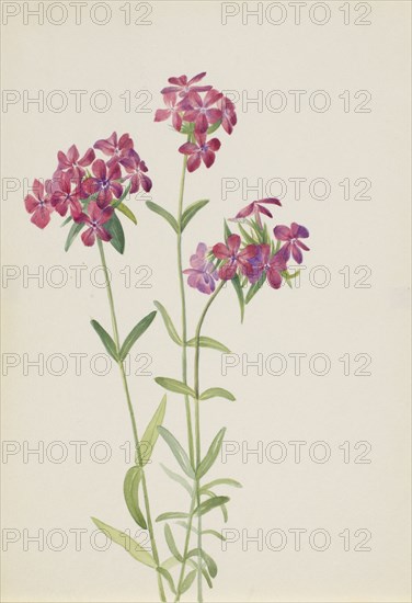 Hairy Phlox (Phlox amoena), ca. early 1930s.