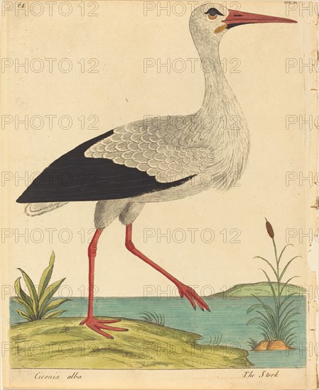 The Stork (Ciconia Alba), published 1731/1738.