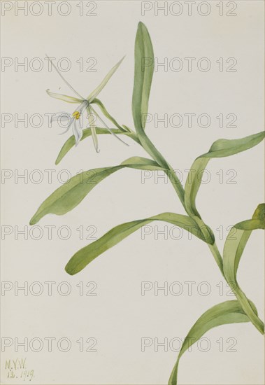 White Epidendrum (Epidendrum nocturnum), 1919.