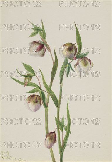 White Fairy Lantern (Calochortus albus), 1933.