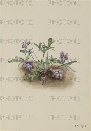 Southern Coast Violet (Viola septemloba), 1919.