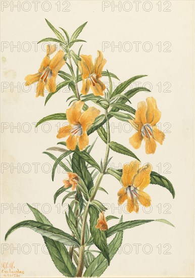 Buff Monkeyflower (Diplacus longiflorus), 1926.