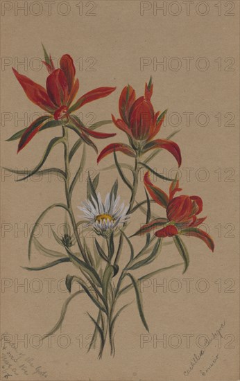 Indian Paintbrush (Castilleja rhexifolia), 1883.