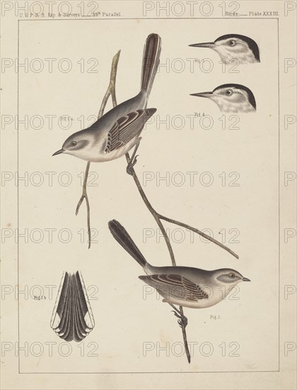Birds - U.S.P.R.R. Exp. & Surveys, 35th Parallel.