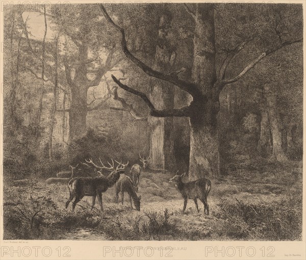 Forêt de Fontainebleau. [Forest of Fontainebleau].