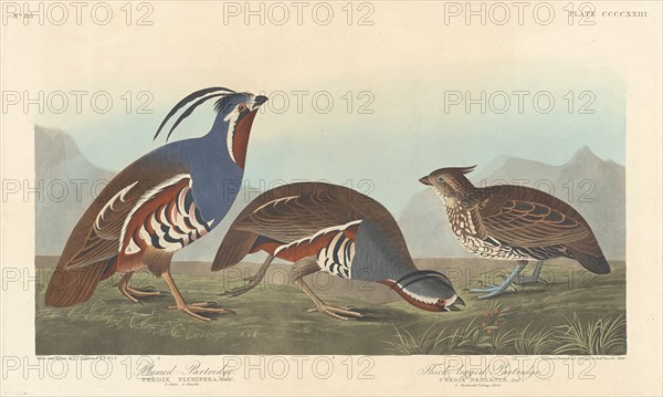 Plumed Partridge and Thick-legged Partridge, 1838.