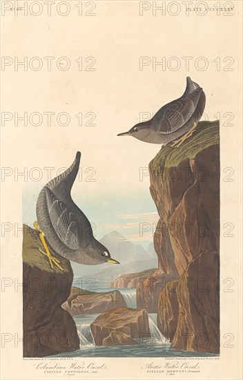 Columbian Water Ouzel and Arctic Water Ouzel, 1838.