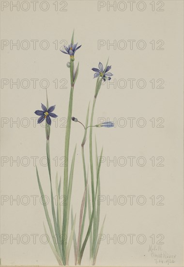 Blue-eyed-grass (Sisyrinchium angustifolium), 1920.