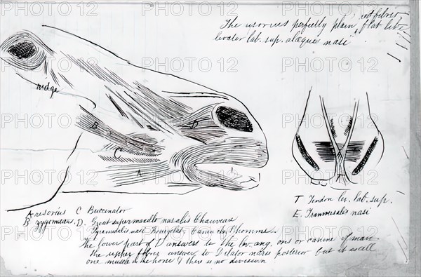 (Untitled) (Anatomical Study Of Horse's Head), 1878.