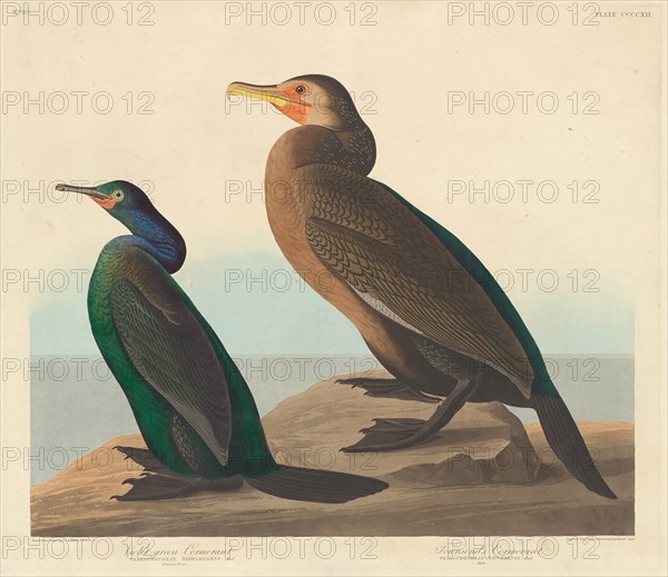 Violet-green Cormorant and Townsend's Cormorant, 1838.