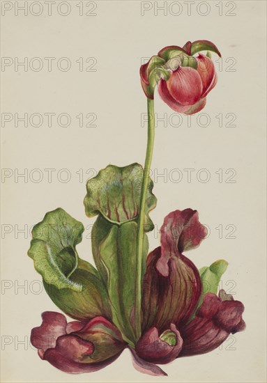 Common Pitcherplant (Sarracenia purpurea venosa), 1931.