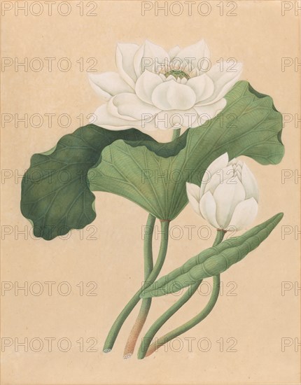 East Indian Lotus (Nelumbo nucifera), late 19th century.