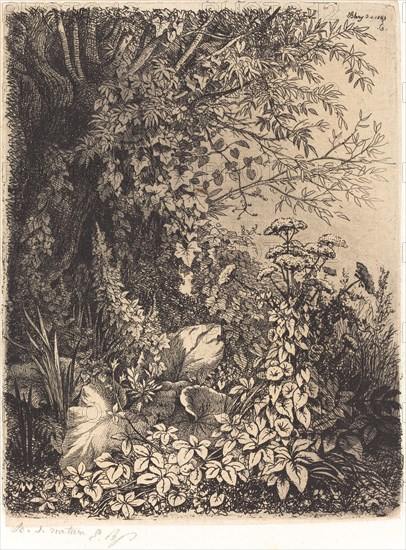 La bardane au saule (Burdock with Willow), published 1849.
