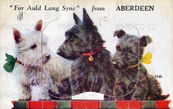 For Auld Lang Syne from Aberdeen, 1933. Scottish terriers.